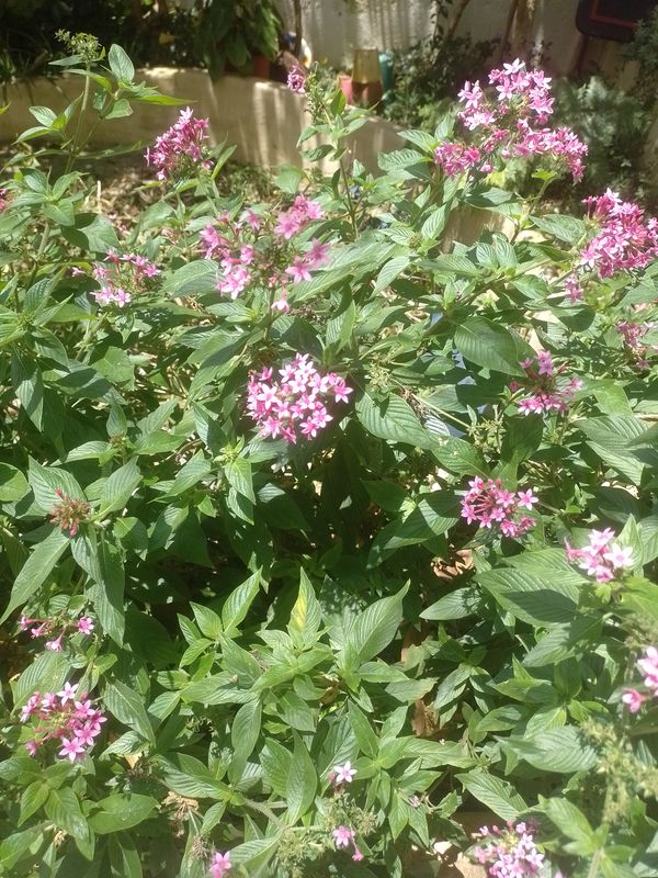 Identificação da planta Estrela-do-egito por foto
