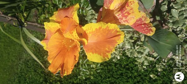 Identificação da planta Cana da india por foto
