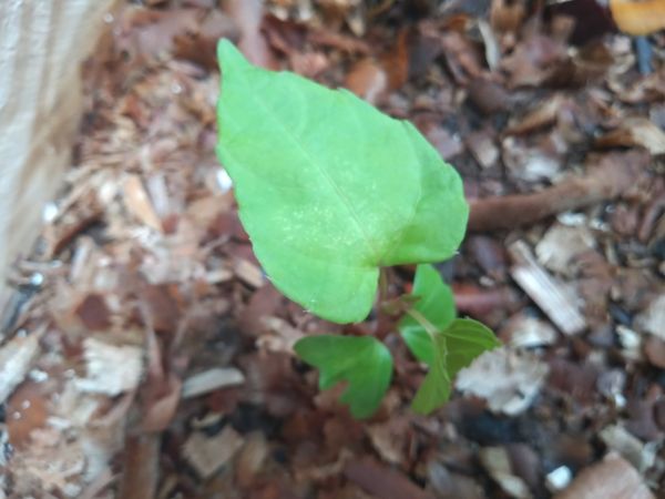 Identificação da planta Violeta-amarela por foto