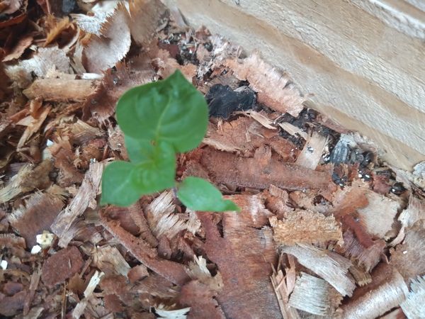 Identificação da planta Café-de-bugre por foto