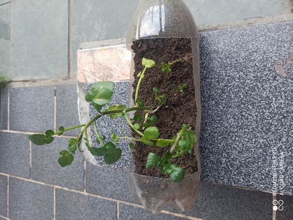 Identificação da planta Agrião por foto