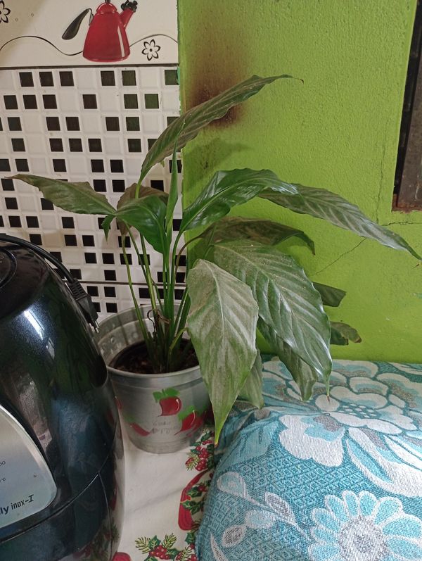 Identificação da planta Jiboia por foto