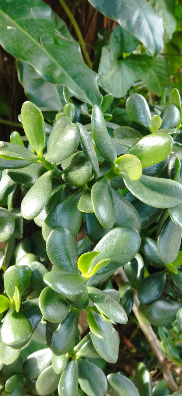 Identificação da planta Planta-jade por foto
