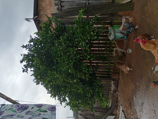 Identificação da planta Mexerica por foto