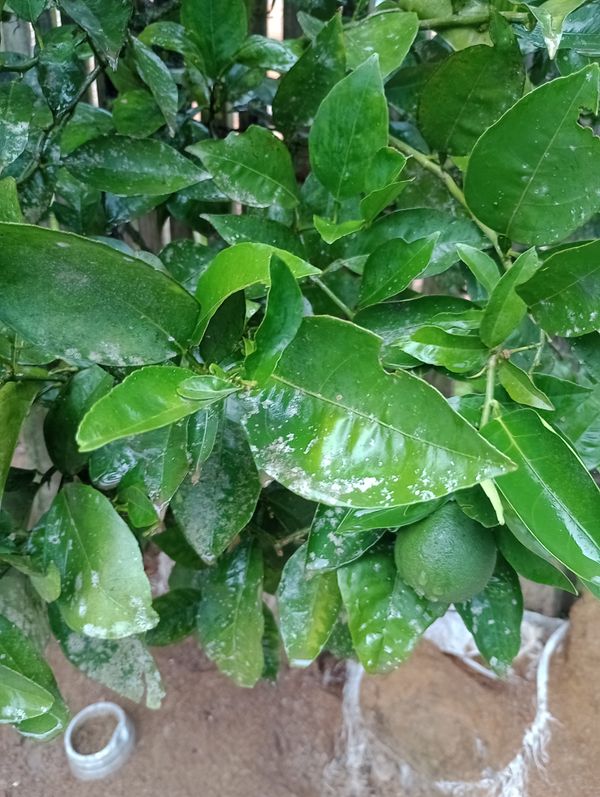 Identificação da planta Limão-taiti por foto