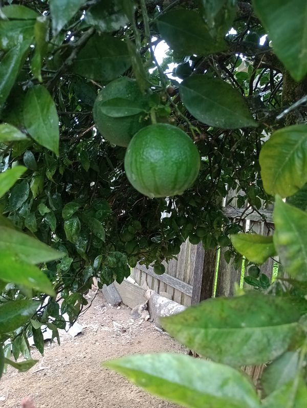 Identificação da planta Pomelo por foto