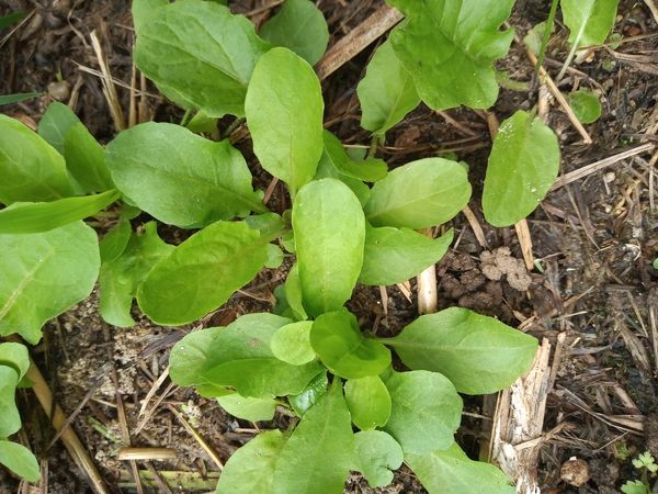 Identificação da planta Beard-tongue por foto
