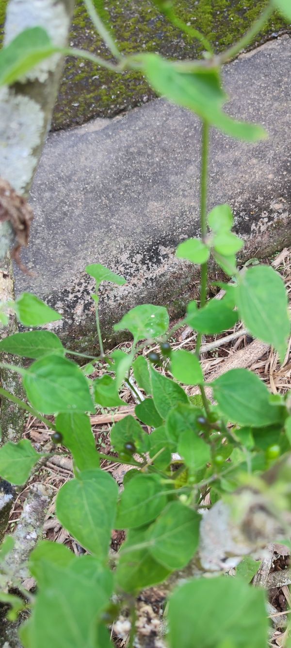 Identificação da planta Aji puta pariu por foto