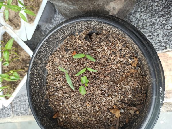 Identificação da planta Lentilha por foto