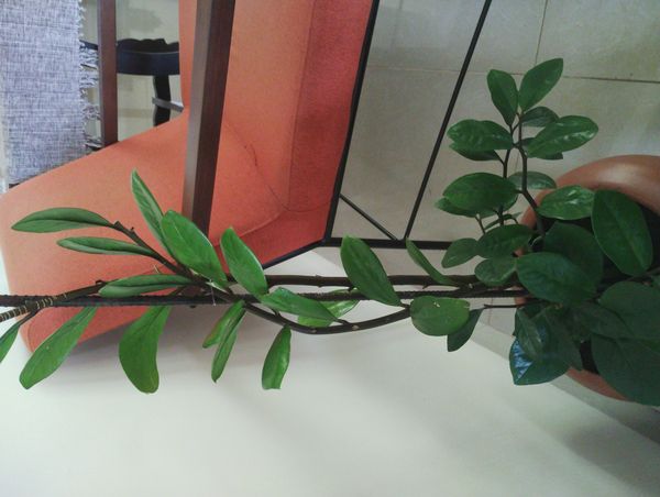 Identificação da planta Zamioculcas por foto