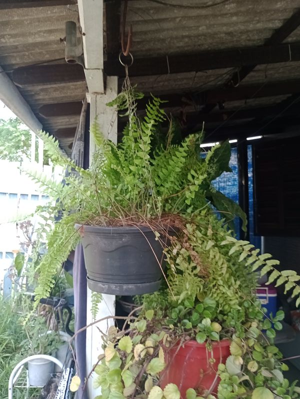 Identificação da planta Samambaia por foto