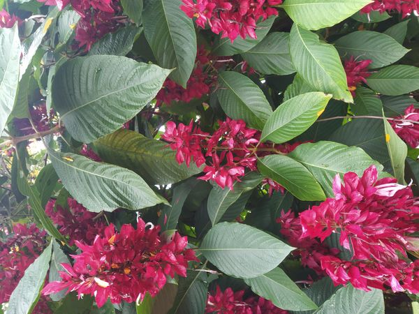 Identificação da planta Camarão-vermelho por foto