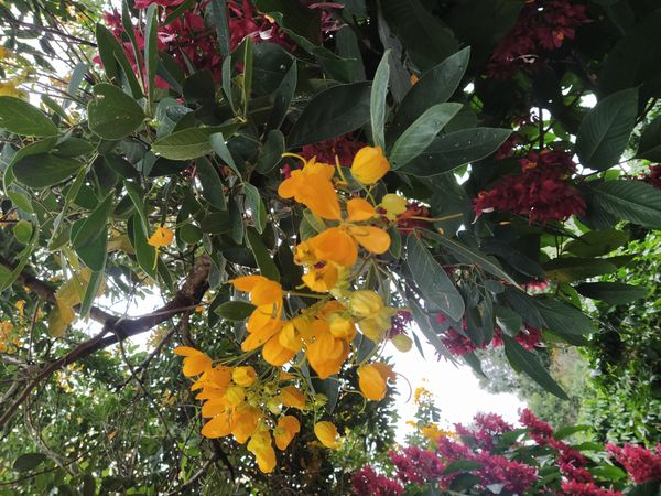 Identificação da planta Pau-Fava por foto
