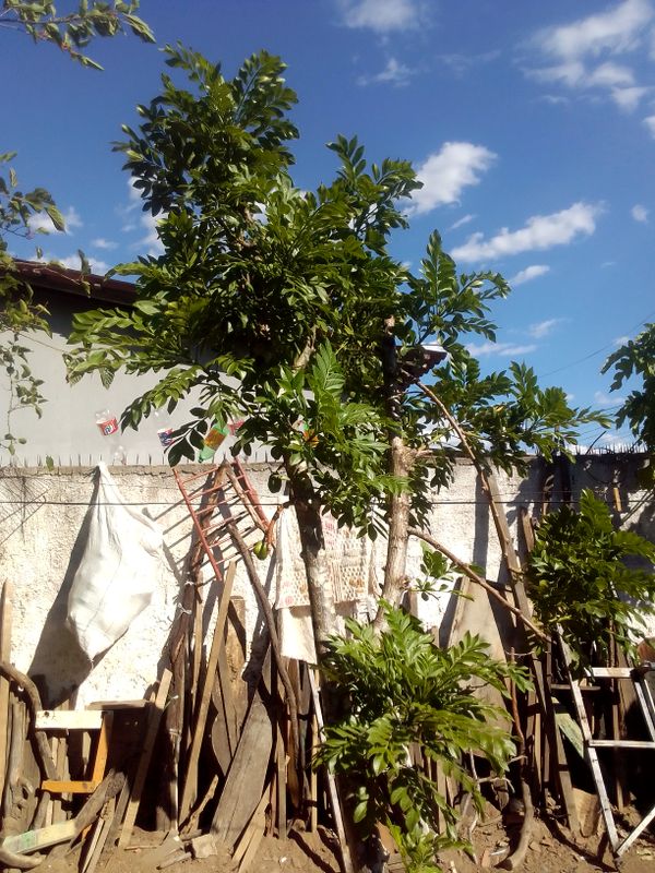 Identificação da planta Ciriguela por foto