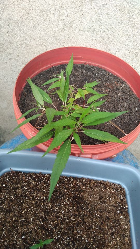 Identificação da planta Maconha por foto