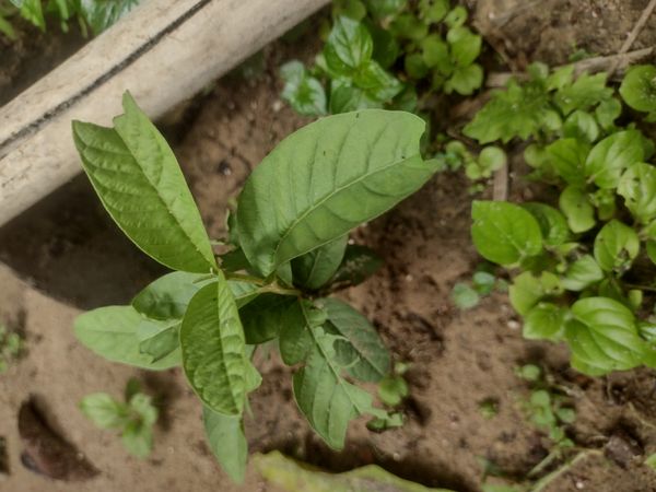 Identificação da planta Goiabeira por foto