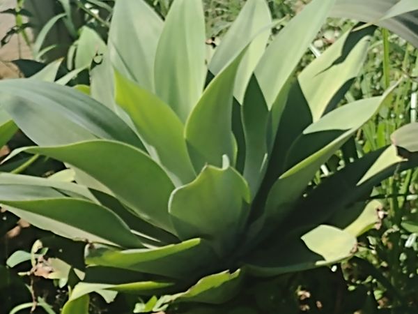 Identificação da planta Agave-dragão por foto