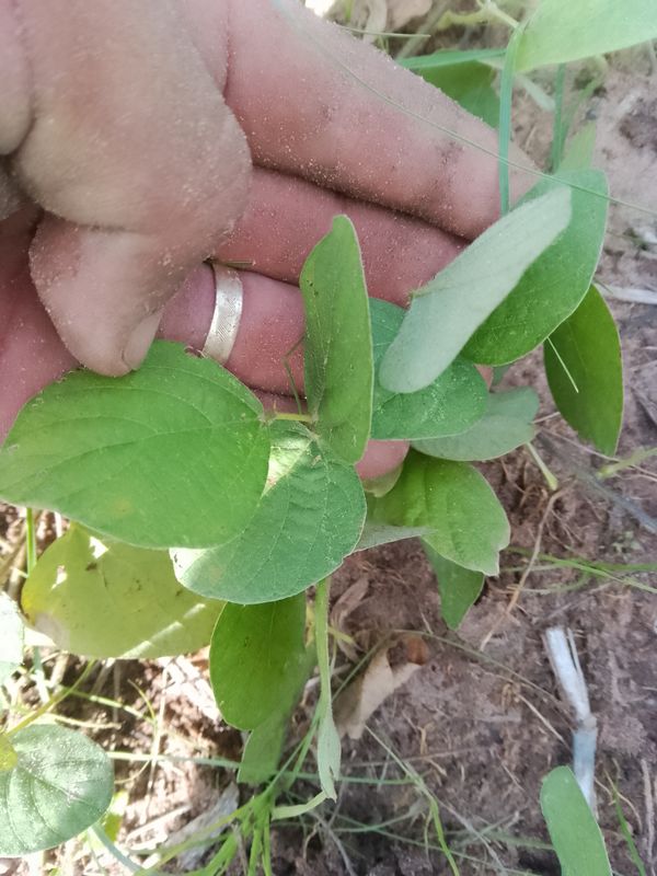 Identificação da planta Feijão-bravo por foto