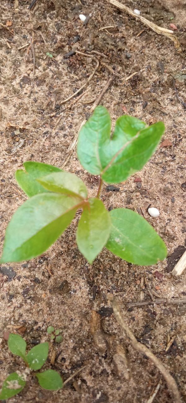 Identificação da planta Pinhão-roxo por foto