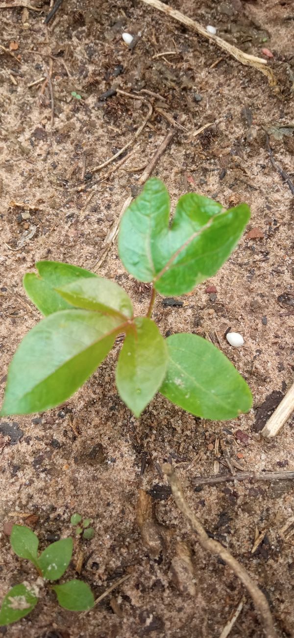 Identificação da planta Pinhão-roxo por foto