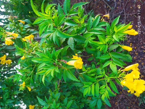 Identificação da planta Ipê-de-jardim por foto