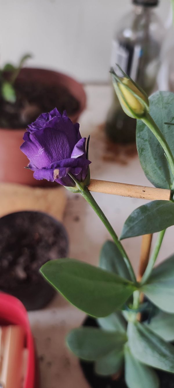 Identificação da planta Lisianthus por foto
