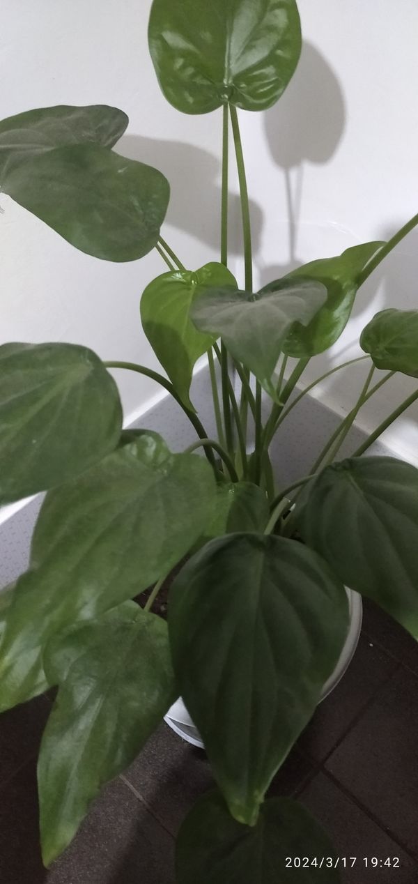 Identificação da planta Orelha de Elefante por foto