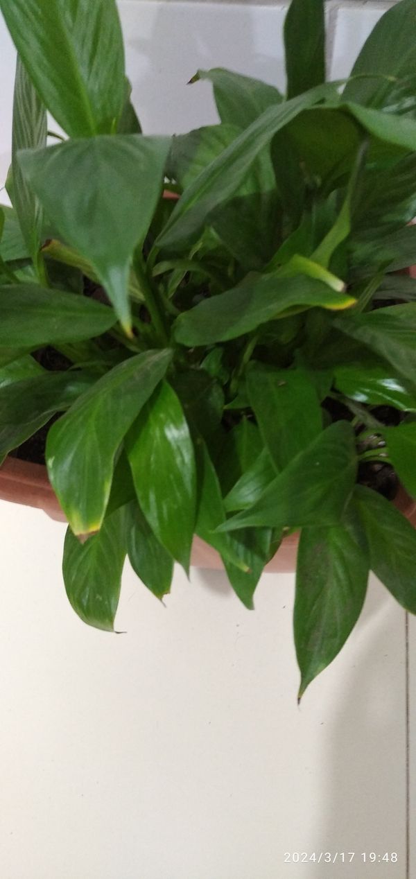 Identificação da planta Como cuida do lirio por foto