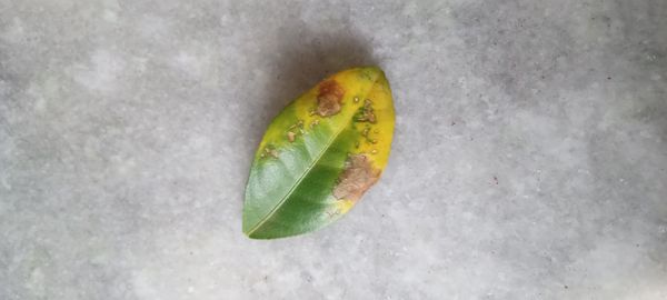 Identificação da planta Fiddlewood por foto