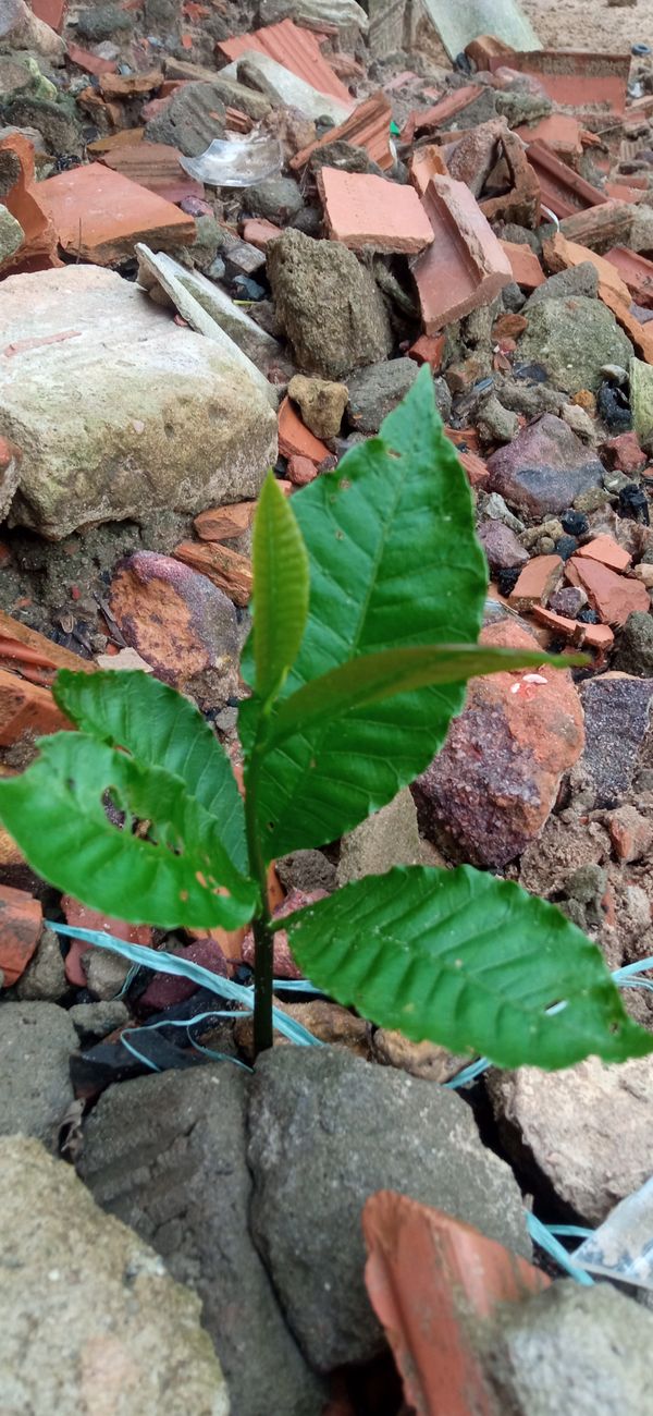 Identificação da planta Mojoleiro por foto