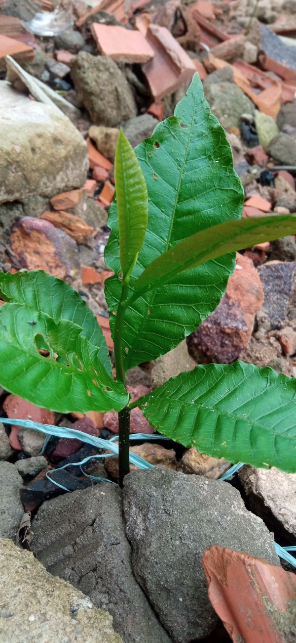 Identificação da planta Caju por foto