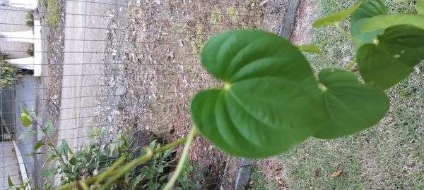 Identificação da planta Inhame por foto