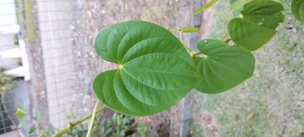 Identificação da planta Cará Moela por foto