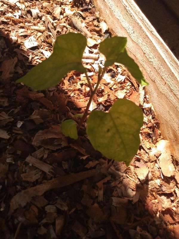 Identificação da planta Videira-do-amur por foto