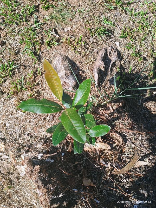 Identificação da planta Canelinha por foto