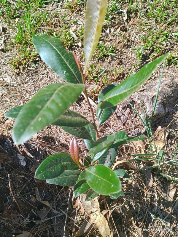 Identificação da planta Mirtilo-da-Nova-Zelândia por foto
