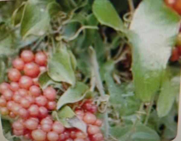 Identificação da planta Salsaparrilha por foto