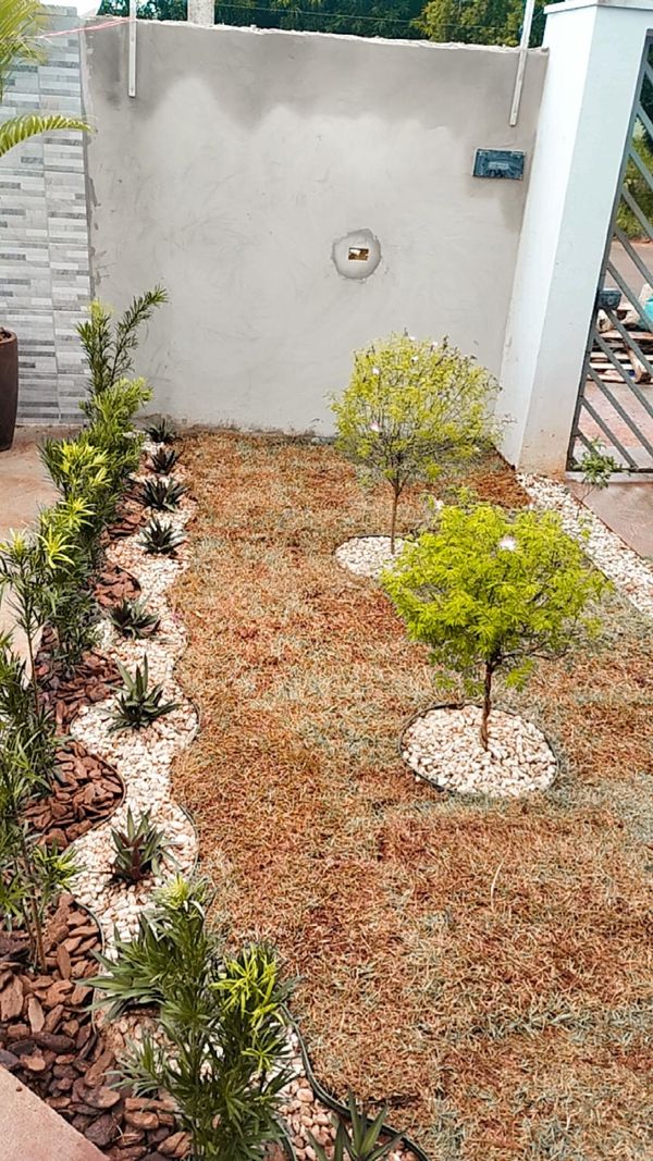 Identificação da planta Pinheiro-de-buda por foto