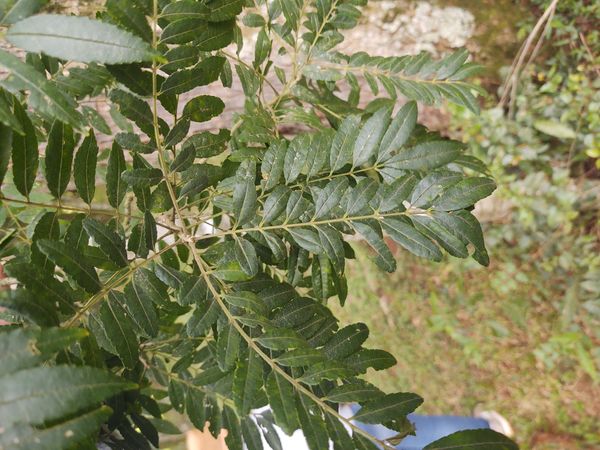 Identificação da planta Mamica-de-porca por foto