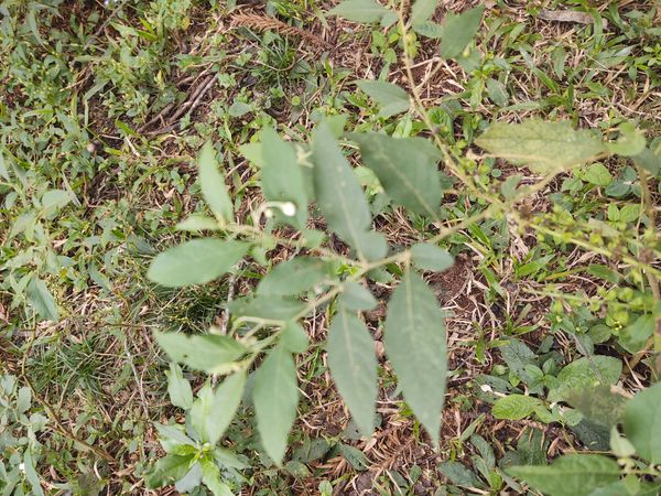 Identificação da planta Erva moura por foto