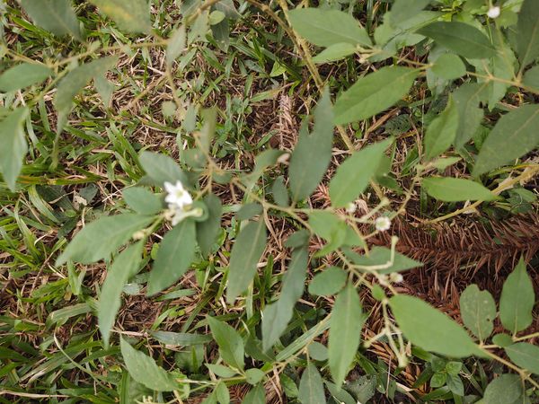 Identificação da planta Orelha-de-onça por foto