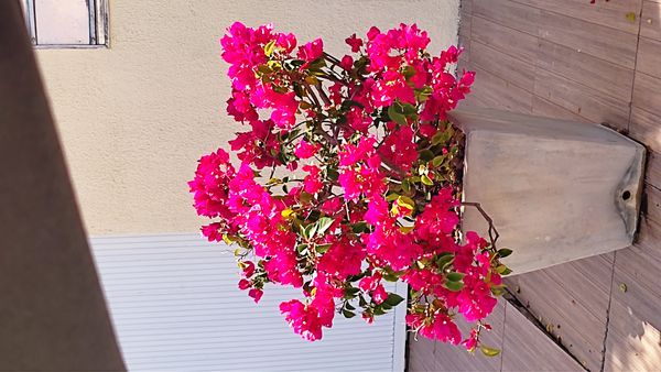 Identificação da planta Primavera por foto