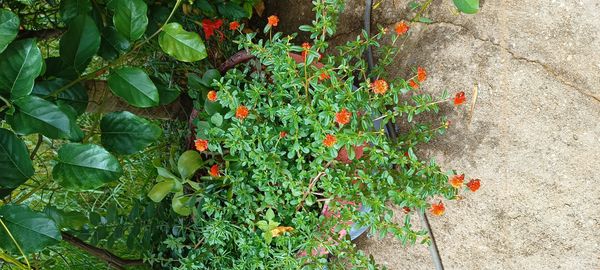 Identificação da planta Onze Horas por foto
