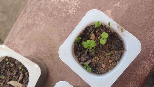 Identificação da planta Jade rastejante por foto