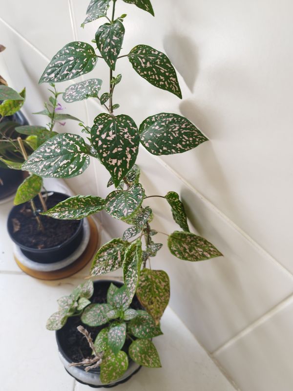 Identificação da planta Planta-pintada por foto