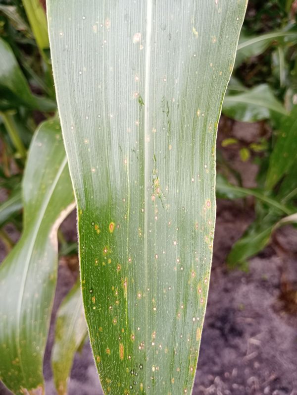 Identificação da planta Milho por foto