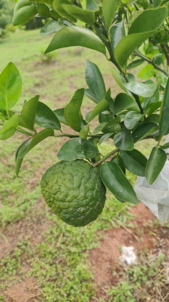 Identificação da planta Limão galego por foto