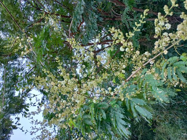 Identificação da planta Espinheira-branca por foto