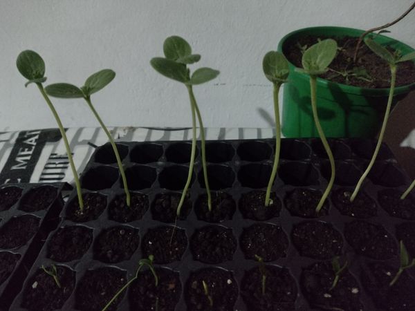 Identificação da planta Pepino por foto