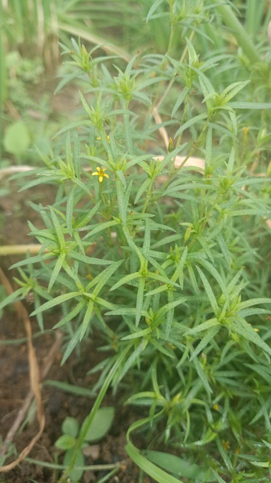 Identificação da planta Catinga-de-bode por foto